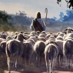 sheep-following shepherd