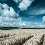 fields white harvest