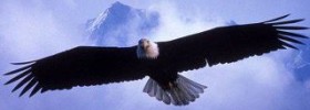 Eagle in flight