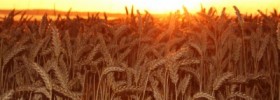 Wheat Harvest