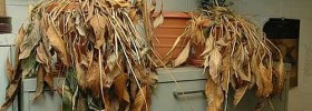 Dead house plants
