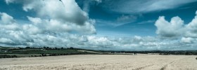 fields white harvest